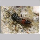 Tachysphex pompiliformis - Grabwespe m01g 6mm OS-Wallenhorst-Tongrube-Lehmwiese - det.jpg